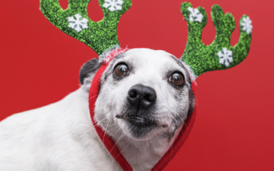 5 dangers des fêtes de fin d’année pour nos chiens