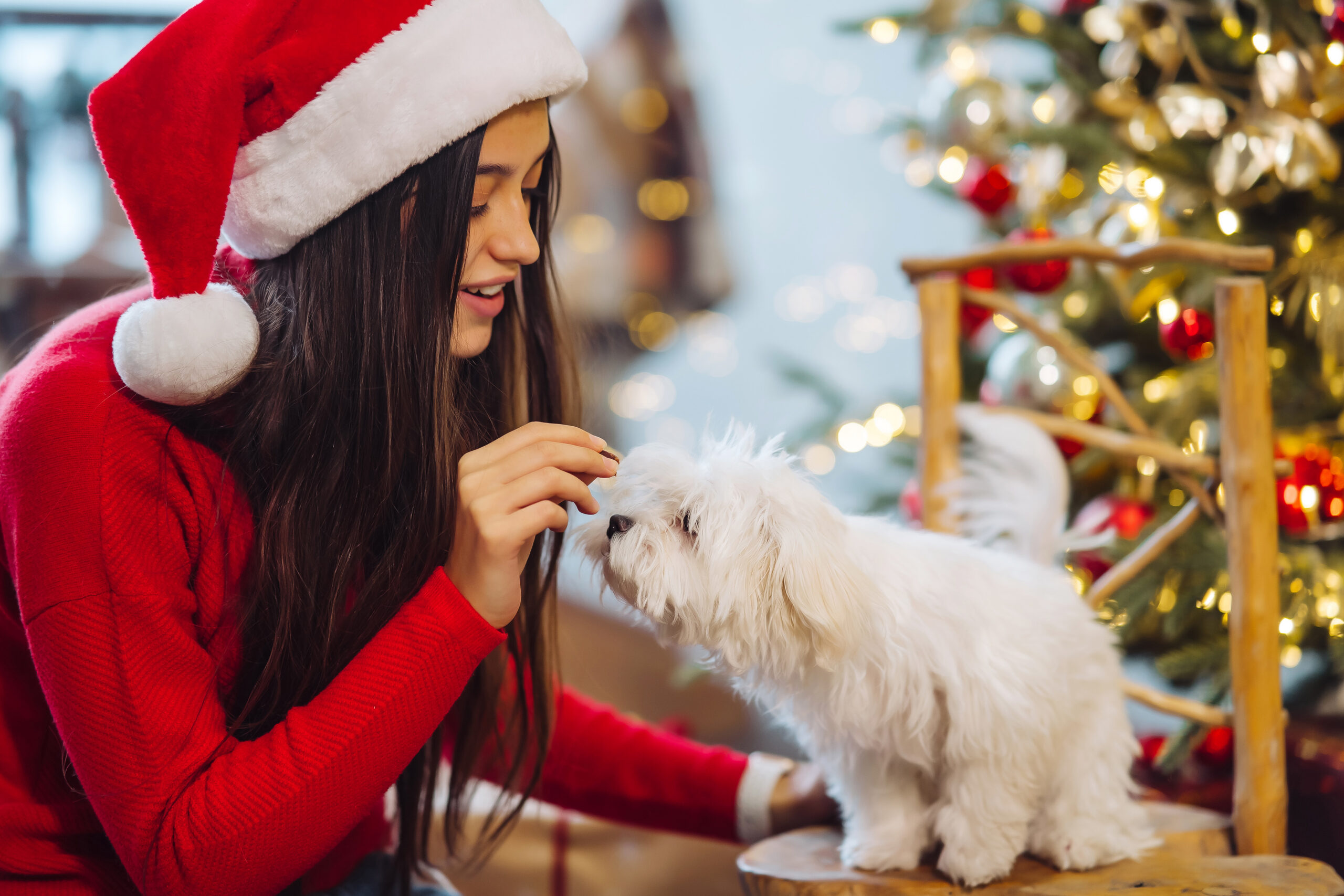 femme avec un bonnet de noel interagit avec un petit chien